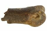 Partial Theropod Phalange (Toe Bone) - Montana #103750-2